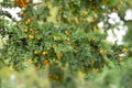 Yellow-aril yew Taxus baccata Lutea orange-yellow berries Royalty Free Stock Photo